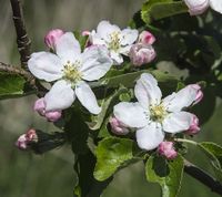 Jonathan apple flowers